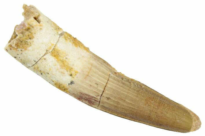 Fossil Spinosaurus Tooth - Real Dinosaur Tooth #268392